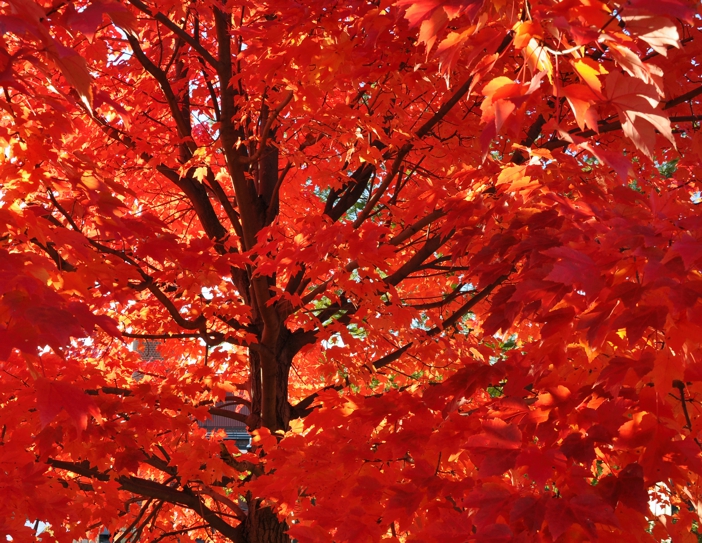 Autumn in New Hampshire