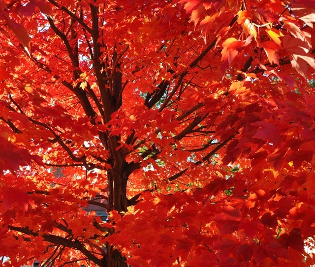 Autumn in New Hampshire
